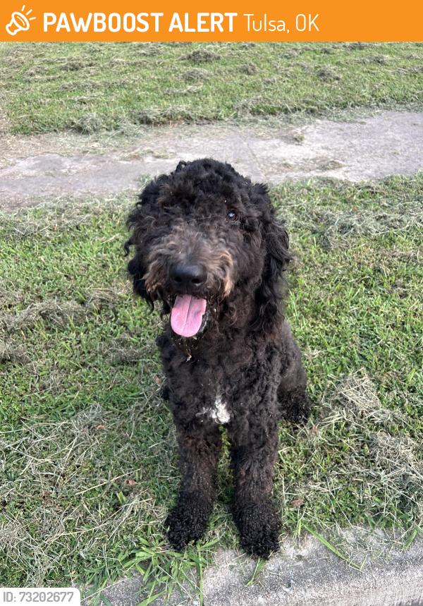 Found/Stray Male Dog last seen 31st between 145th and 129th., Tulsa, OK 74103