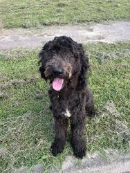 Found/Stray Male Dog last seen 31st between 145th and 129th., Tulsa, OK 74103