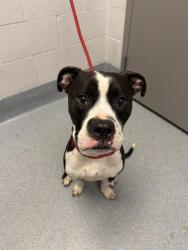 Shelter Stray Male Dog last seen Near, 2600 S Harding St, Indianapolis, IN 46221, USA