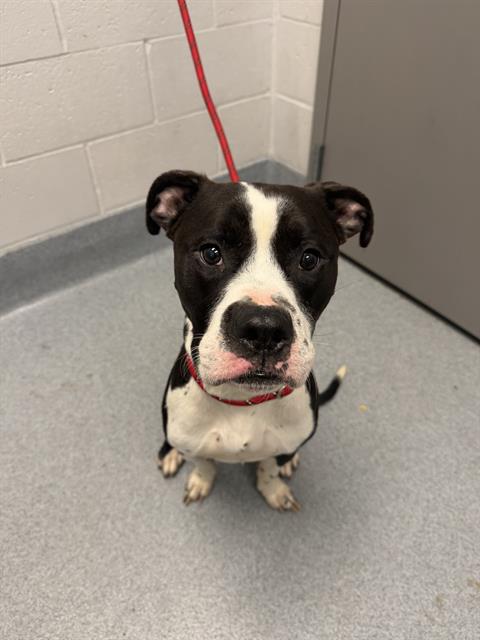 Shelter Stray Male Dog last seen Near, 2600 S Harding St, Indianapolis, IN 46221, USA