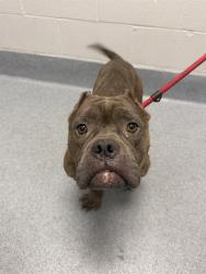 Shelter Stray Male Dog last seen Near, 2600 S Harding St, Indianapolis, IN 46221, USA