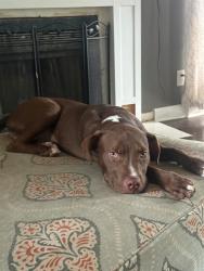 Shelter Stray Male Dog last seen Near BLOCK S. 13TH ST F, 3528 Newburg Rd, Louisville, KY 40218, USA