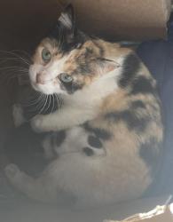 Shelter Stray Female Cat last seen STRAY ON SEIBOLD, 2600 NE Perry Ave, Peoria, IL 61603, USA