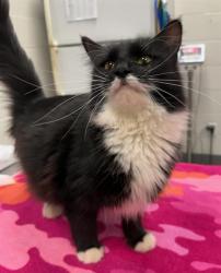 Shelter Stray Female Cat last seen FOUND ON FRANKLIN ST, 2600 NE Perry Ave, Peoria, IL 61603, USA