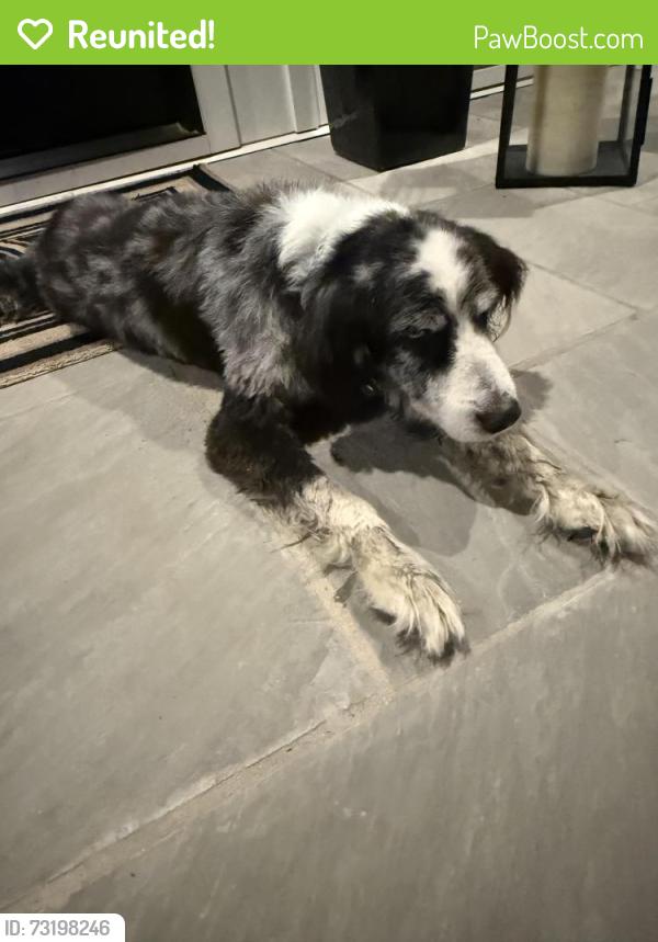 Reunited Male Dog last seen Clemmons nc, Clemmons, NC 27012