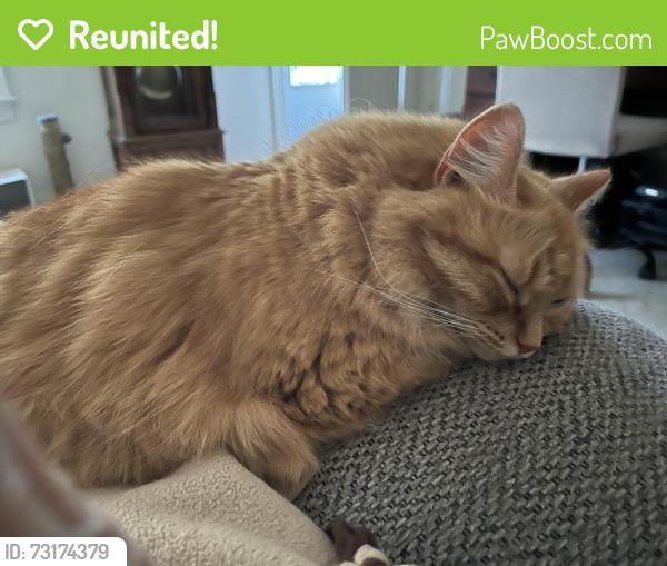 Reunited Female Cat last seen Railroad Avenue /Main St Unionville, Farmington, CT 06085