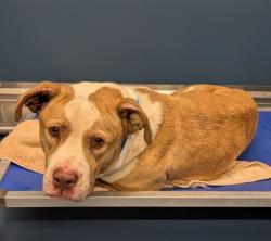 Shelter Stray Male Dog last seen Near BLOCK INSKTER, SOUTHFIELD, MI 48034, 7401 Chrysler Dr, Detroit, MI 48211, USA