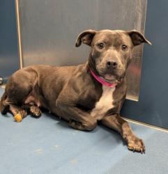 Shelter Stray Female Dog last seen Near BLOCK HUBBELL ST, DETROIT, MI 48227, 7401 Chrysler Dr, Detroit, MI 48211, USA