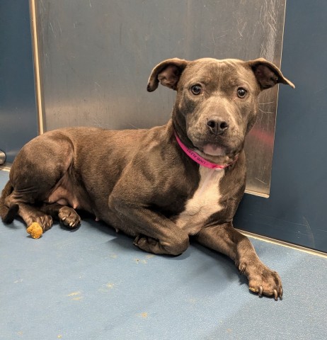 Shelter Stray Female Dog last seen Near BLOCK HUBBELL ST, DETROIT, MI 48227, 7401 Chrysler Dr, Detroit, MI 48211, USA
