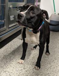 Shelter Stray Male Dog last seen Near BLOCK CARRIE ST, DETROIT, MI 48234, 7401 Chrysler Dr, Detroit, MI 48211, USA