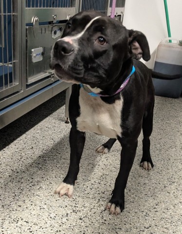 Shelter Stray Male Dog last seen Near BLOCK CARRIE ST, DETROIT, MI 48234, 7401 Chrysler Dr, Detroit, MI 48211, USA