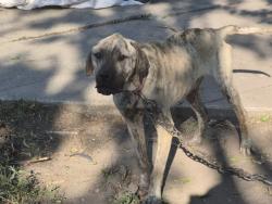 Shelter Stray Male Dog last seen Near BLOCK ALMA ST, DETROIT, MI 48205, 7401 Chrysler Dr, Detroit, MI 48211, USA