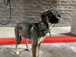 Shelter Stray Male Dog last seen , 4275 Elton St, Baldwin Park, CA 91706, USA