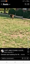 Lost Female Dog last seen Flinthill hill church rd, Boiling Springs, NC 28152