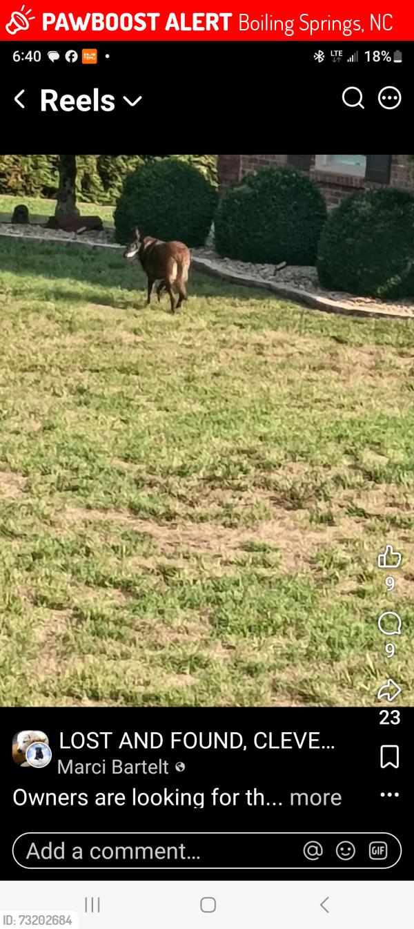Lost Female Dog last seen Flinthill hill church rd, Boiling Springs, NC 28152