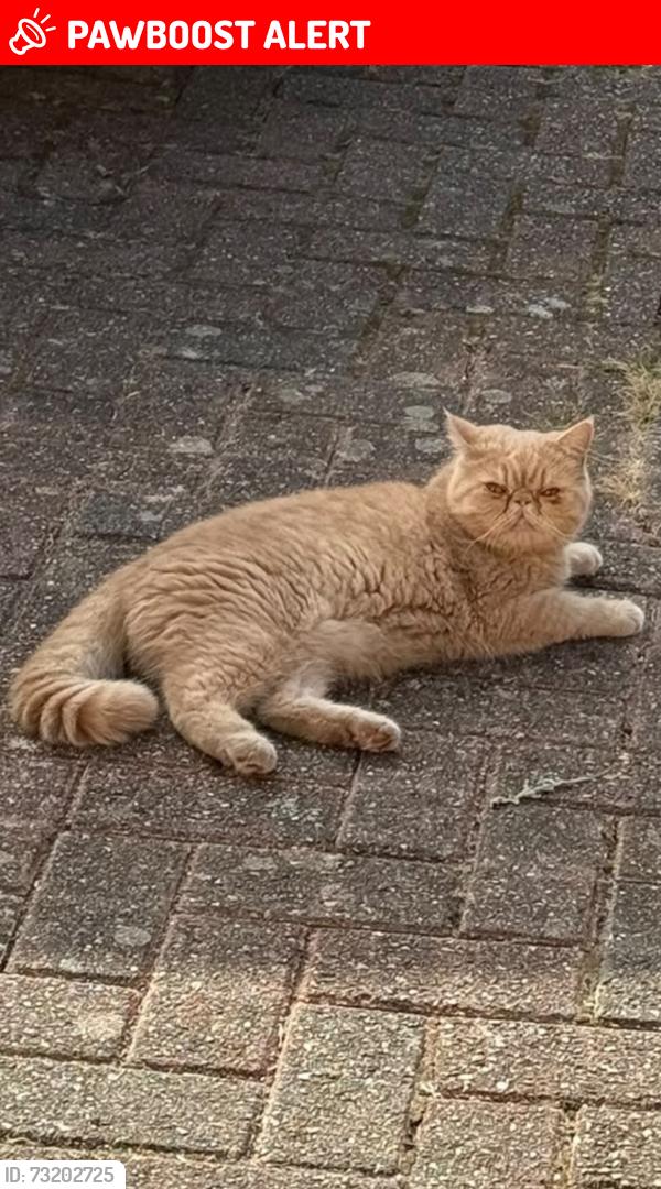 Lost Female Cat last seen Near oak close Lyndhurst, Hampshire, England SO43 7EF