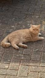 Lost Female Cat last seen Near oak close Lyndhurst, Hampshire, England SO43 7EF