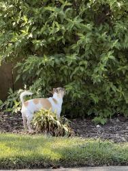 Found/Stray Unknown Dog last seen Catesby jones dr & Cumberland ave, Hampton, VA 23669