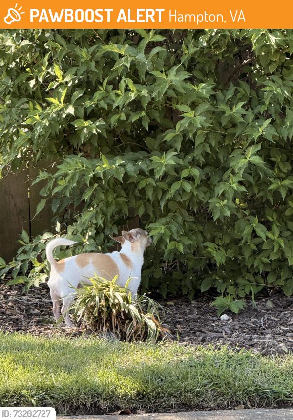 Found/Stray Unknown Dog last seen Catesby jones dr & Cumberland ave, Hampton, VA 23669