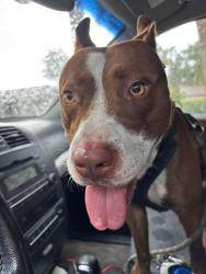 Found/Stray Male Dog last seen Edwards Road, just North of Oakwood in Lady Lake, Orange Street, Lady Lake, FL 32159