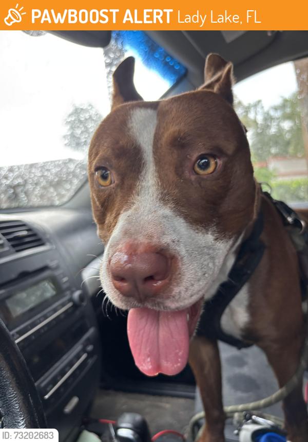 Found/Stray Male Dog last seen Edwards Road, just North of Oakwood in Lady Lake, Orange Street, Lady Lake, FL 32159
