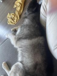 Reunited Male Dog last seen On Louisburg and fox road, 27616, Raleigh, NC 27601