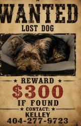 Lost Male Dog last seen College st, Forest Park, GA 30297