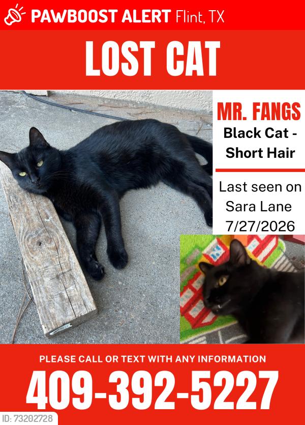 Lost Male Cat last seen Sara Lane Flint Texas, Flint, TX 75762