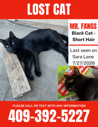 Lost Male Cat last seen Sara Lane Flint Texas, Flint, TX 75762