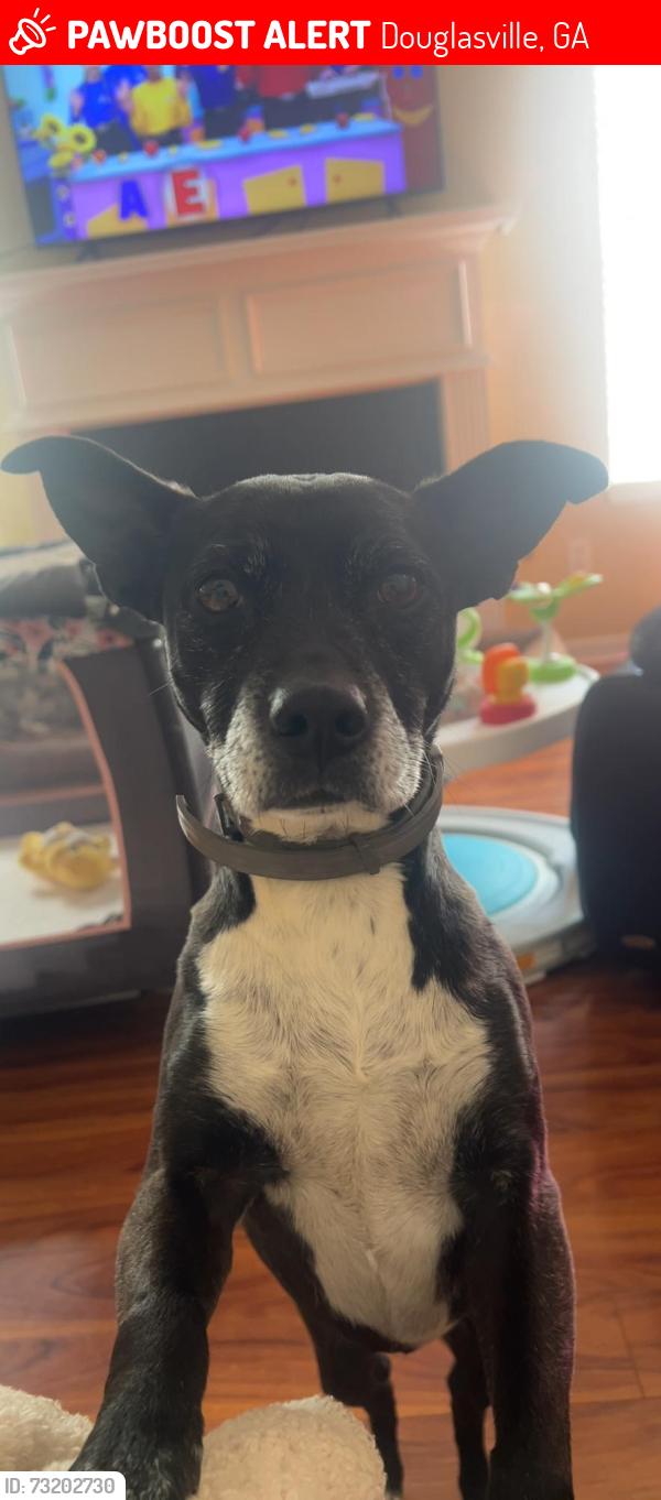 Lost Female Dog last seen Glider Circle, Douglasville, GA 30135