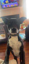Lost Female Dog last seen Glider Circle, Douglasville, GA 30135