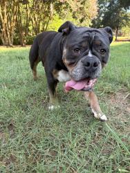 Reunited Male Dog last seen Near Allenby Dr, Raleigh, NC 27604, USA, Raleigh, NC 27604