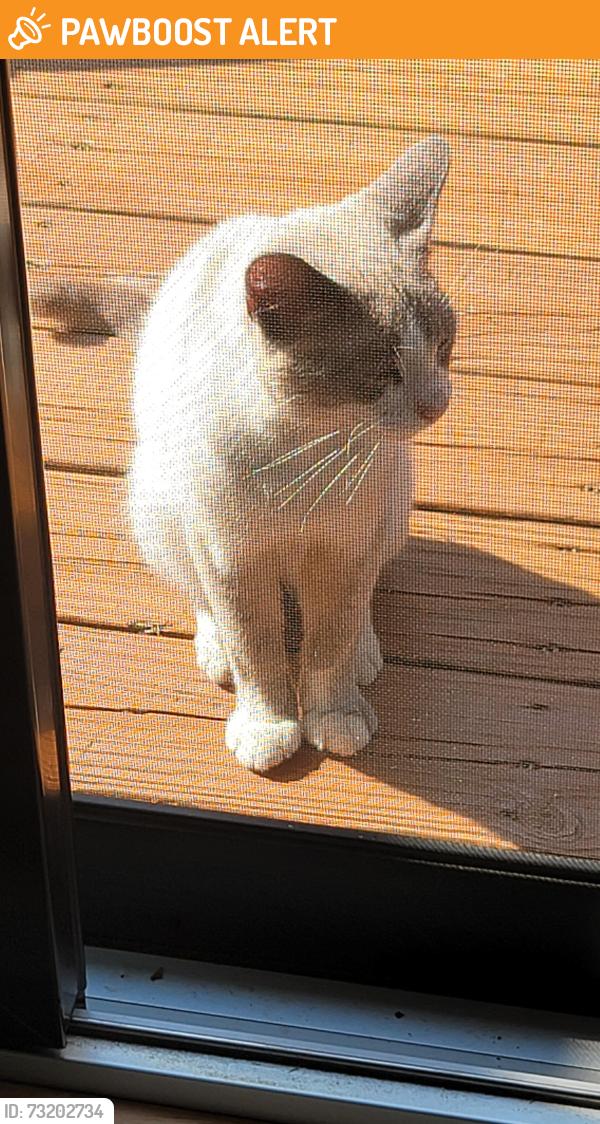 Found/Stray Unknown Cat last seen Rawsonville and Willow, Sumpter Township, MI 48111