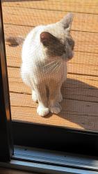 Found/Stray Unknown Cat last seen Rawsonville and Willow, Sumpter Township, MI 48111