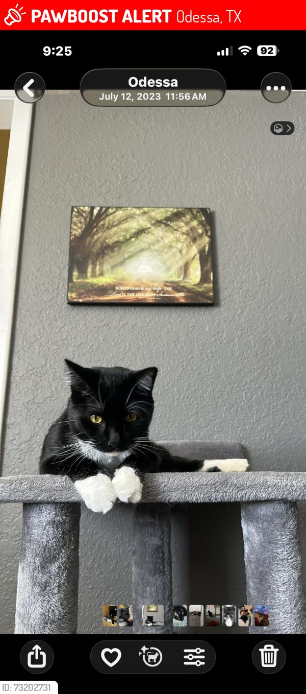 Lost Male Cat last seen Oakwood, Odessa, TX 79761