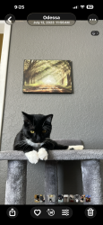 Lost Male Cat last seen Oakwood, Odessa, TX 79761
