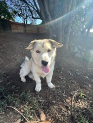 Lost Male Dog last seen Yorkdale & South Tryon, Charlotte, NC 28217