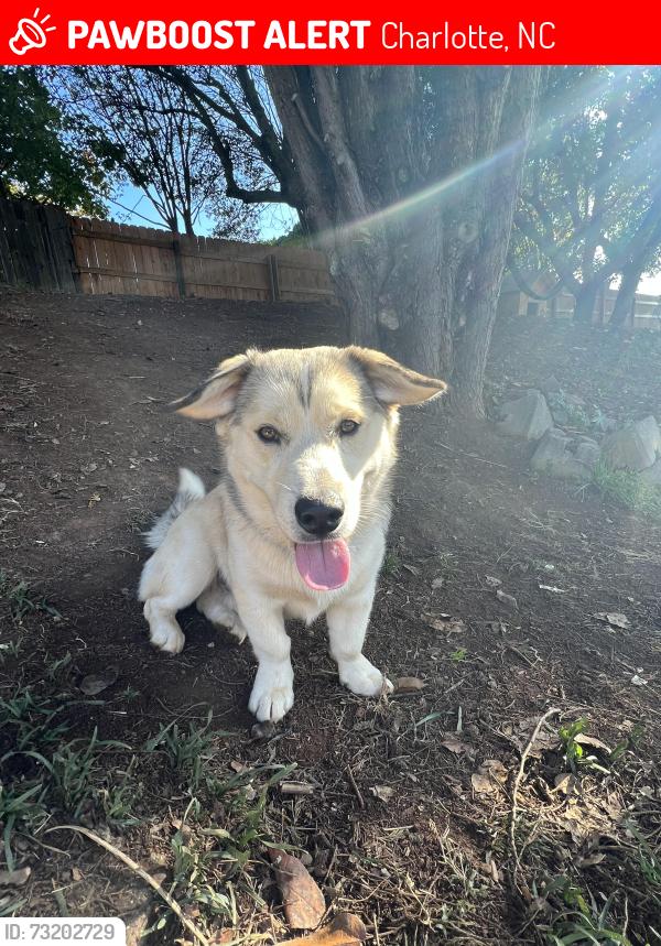 Lost Male Dog last seen Yorkdale & South Tryon, Charlotte, NC 28217