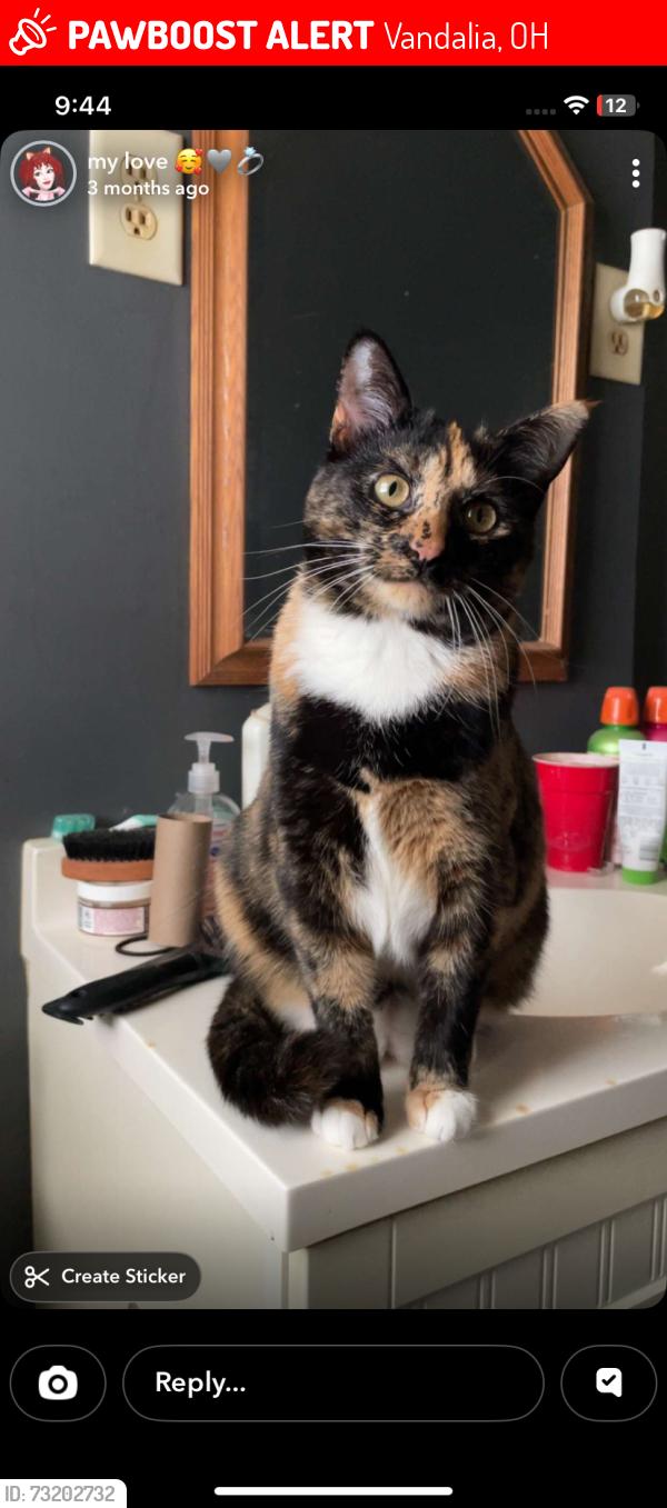Lost Female Cat last seen Helke & Koch near national behind the true north gas station, Vandalia, OH 45377