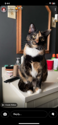 Lost Female Cat last seen Helke & Koch near national behind the true north gas station, Vandalia, OH 45377
