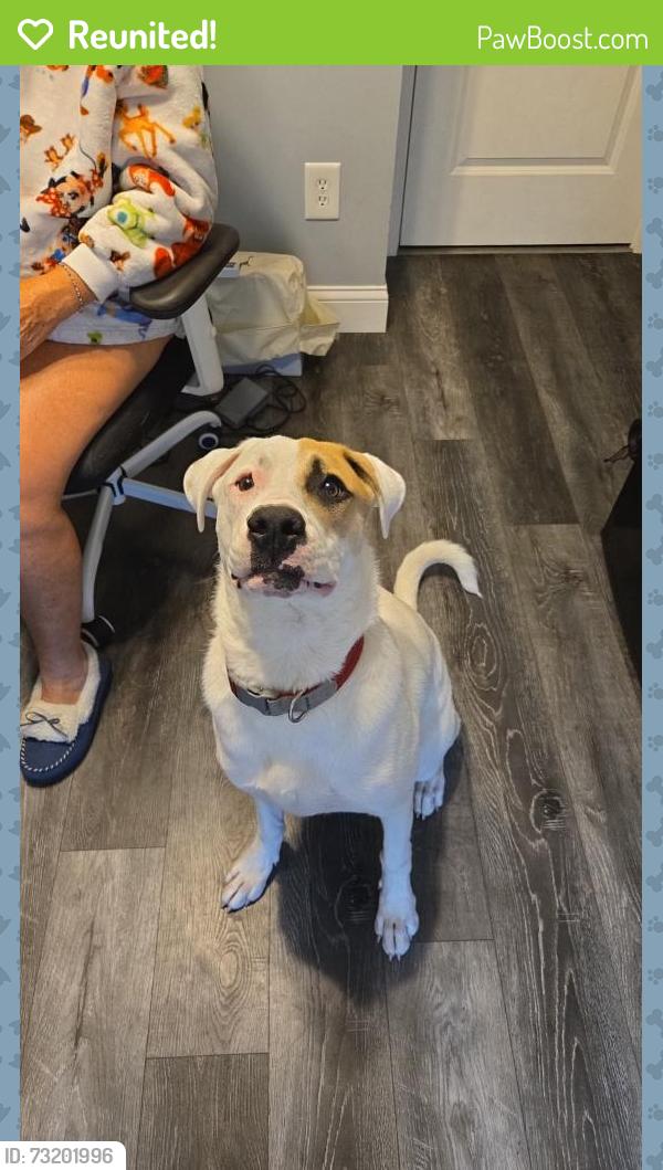 Reunited Male Dog last seen Old ballwin and Nancy Place., Ballwin, MO 63021