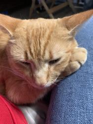 Reunited Male Cat last seen Brian Dr., Spartanburg, SC 29307