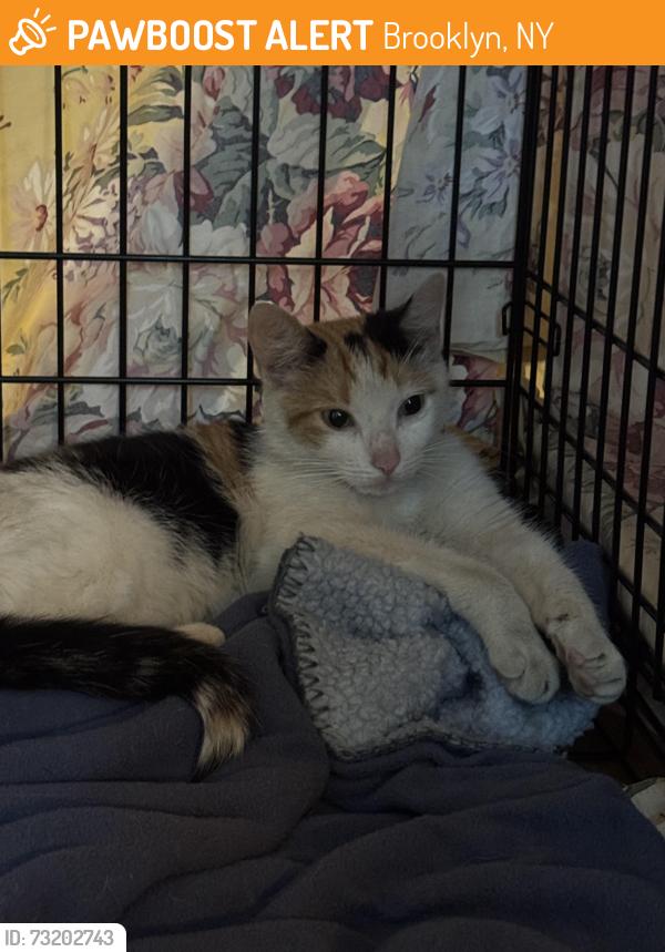 Found/Stray Female Cat last seen 13th St and 3rd Ave, Brooklyn, NY 11217