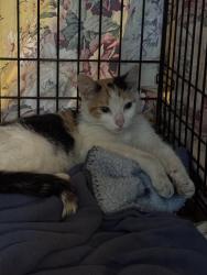 Found/Stray Female Cat last seen 13th St and 3rd Ave, Brooklyn, NY 11217