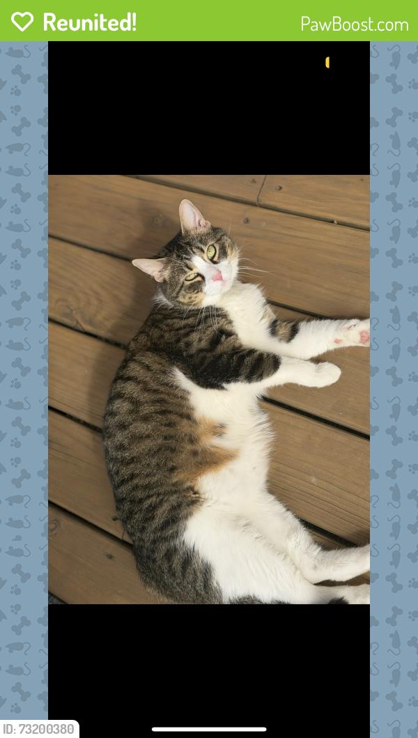 Reunited Male Cat last seen On 114th PL. By Hamlin and near Central Park, Chicago, IL 60655