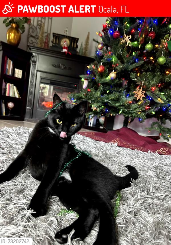 Lost Male Cat last seen Near sw 96 lane, Ocala, FL 34476