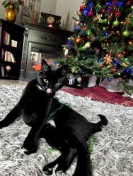 Lost Male Cat last seen Near sw 96 lane, Ocala, FL 34476