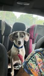 Reunited Female Dog last seen Oakwood ave & East Richmond Rd, Richmond, VA 23223