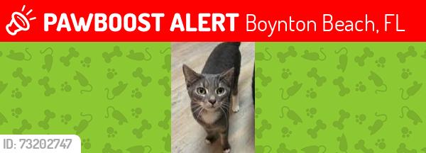 Lost Male Cat last seen Jaycee Park, Boynton Beach, FL 33435