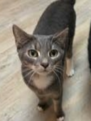 Lost Male Cat last seen Jaycee Park, Boynton Beach, FL 33435
